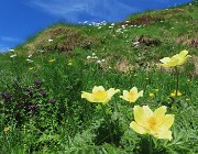 29 Pulsatilla alpina sulphurea (Anemone sulfureo) e  Anemonastrum narcissiflorum (Anemone narcissino)